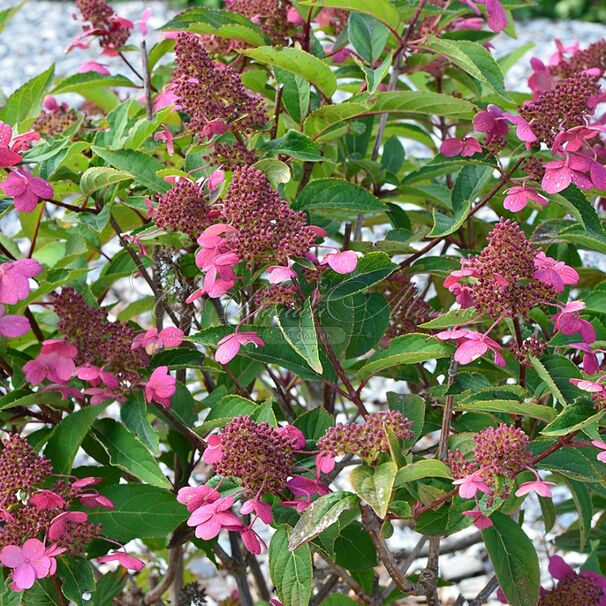 Гортензия метельчатая Праймред / Hydrangea panniculata Prim'red — фото 3