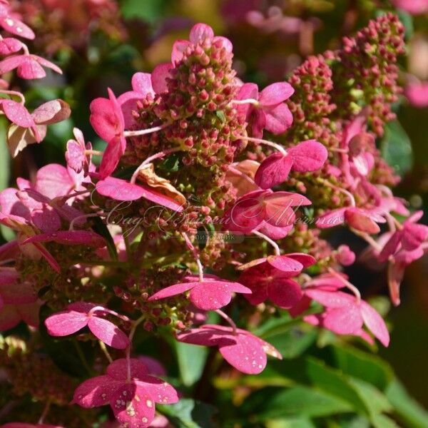 Гортензия метельчатая Праймред / Hydrangea panniculata Prim'red — фото 4