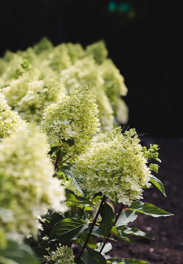 Гортензия метельчатая Роял Флауэр / Hydrangea panniculata Royal Flower — фото 2