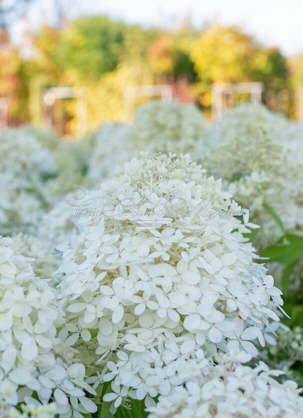 Гортензия метельчатая Роял Флауэр / Hydrangea panniculata Royal Flower — фото 3