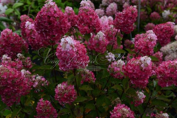 Гортензия метельчатая Самарская Лидия / Hydrangea panniculata Samarskaya Lidiya — фото 2