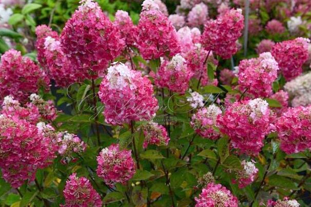 Гортензия метельчатая Самарская Лидия / Hydrangea panniculata Samarskaya Lidiya — фото 3