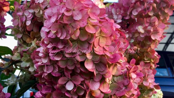 Гортензия метельчатая Самарская Лидия / Hydrangea panniculata Samarskaya Lidiya — фото 5