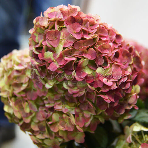 Гортензия метельчатая Самарская Лидия / Hydrangea panniculata Samarskaya Lidiya — фото 6