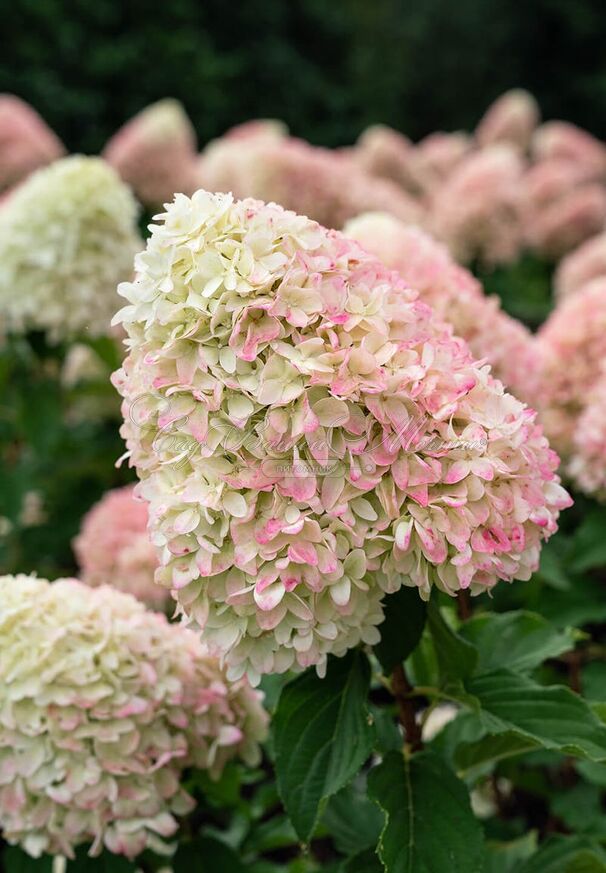Гортензия метельчатая Саммер Лав / Hydrangea panniculata Summer Love — фото 2