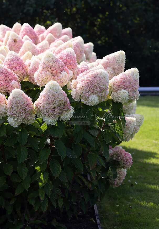 Гортензия метельчатая Саммер Лав / Hydrangea panniculata Summer Love — фото 3