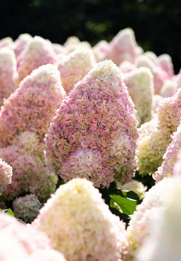 Гортензия метельчатая Саммер Лав / Hydrangea panniculata Summer Love — фото 4