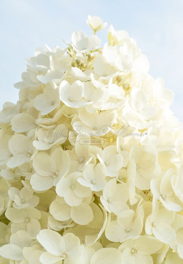 Гортензия метельчатая Саммер Сноу / Hydrangea panniculata Summer Snow — фото 2