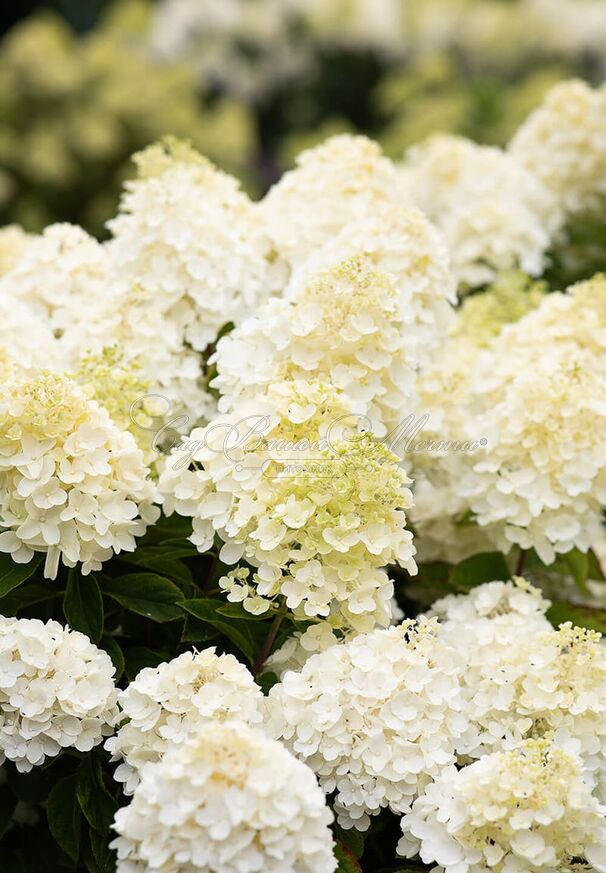 Гортензия метельчатая Саммер Сноу / Hydrangea panniculata Summer Snow — фото 3