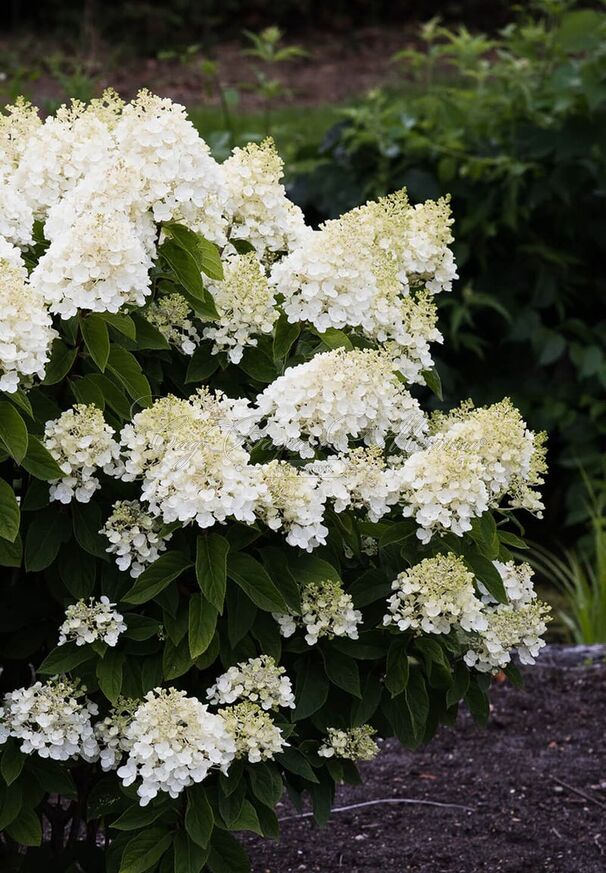 Гортензия метельчатая Саммер Сноу / Hydrangea panniculata Summer Snow — фото 4