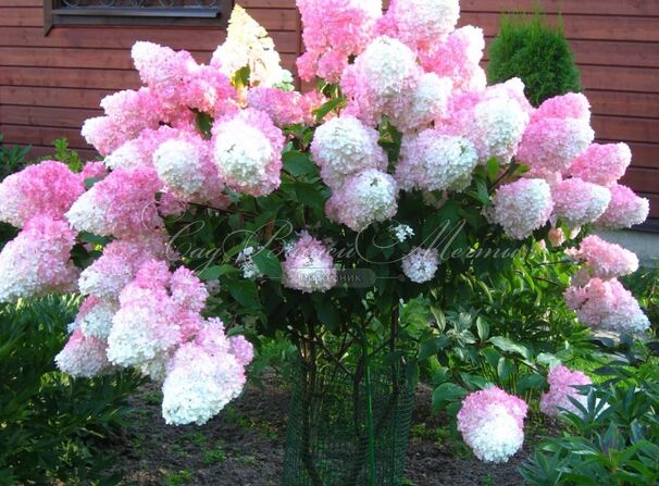Гортензия метельчатая Санди Фрэйз / Hydrangea panniculata Sundae Fraise — фото 2