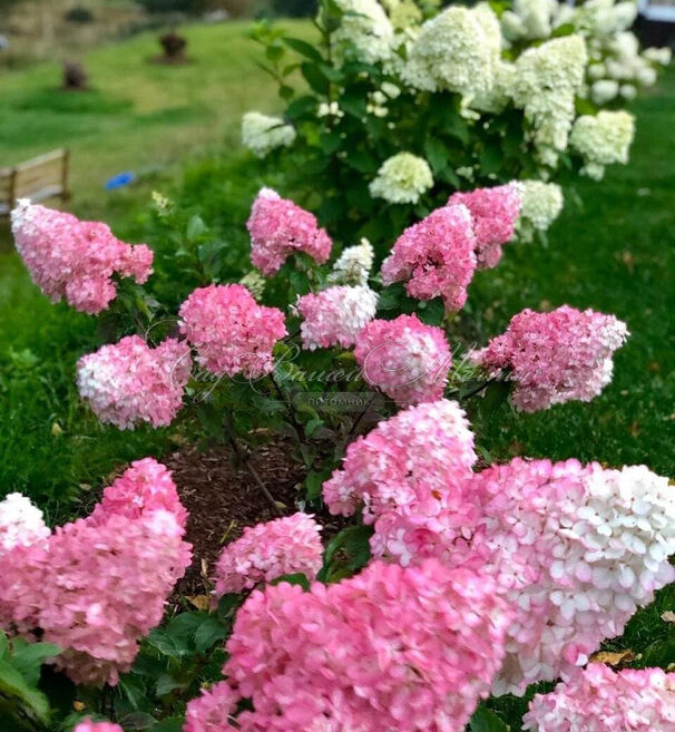 Гортензия метельчатая Санди Фрэйз / Hydrangea panniculata Sundae Fraise — фото 3