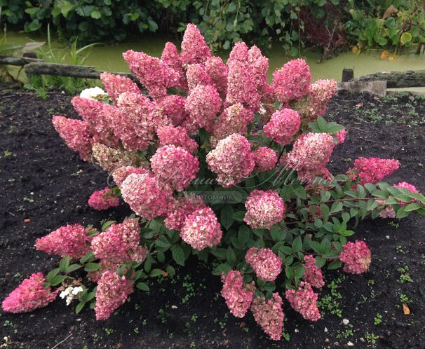 Гортензия метельчатая Санди Фрэйз / Hydrangea panniculata Sundae Fraise — фото 4