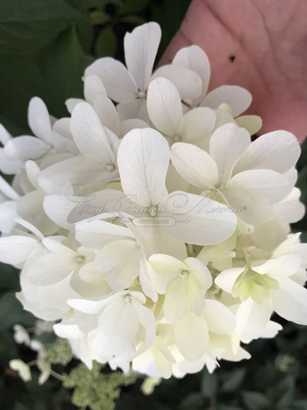 Гортензия метельчатая Скайфол / Hydrangea panniculata Skyfall — фото 3