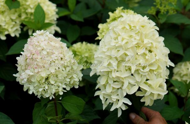 Гортензия метельчатая Скайфол / Hydrangea panniculata Skyfall — фото 4