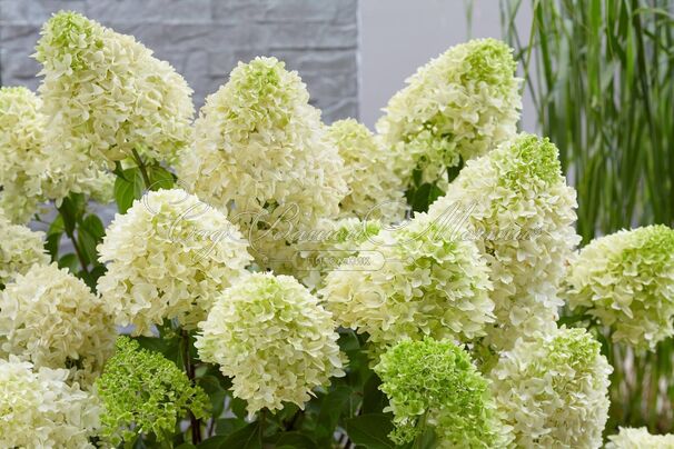 Гортензия метельчатая Скайфол / Hydrangea panniculata Skyfall — фото 5