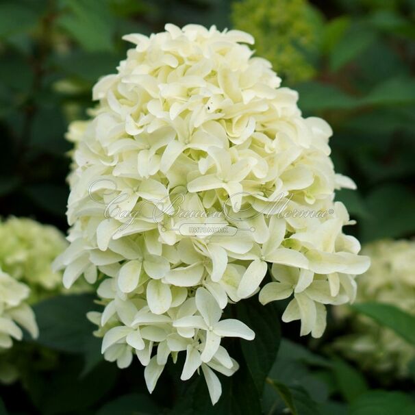 Гортензия метельчатая Скайфол / Hydrangea panniculata Skyfall — фото 6