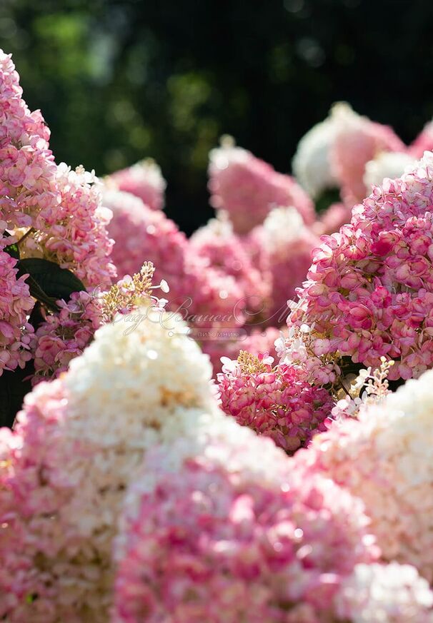 Гортензия метельчатая Стоуберри Блоссом / Hydrangea panniculata Strawberry Blossom — фото 2