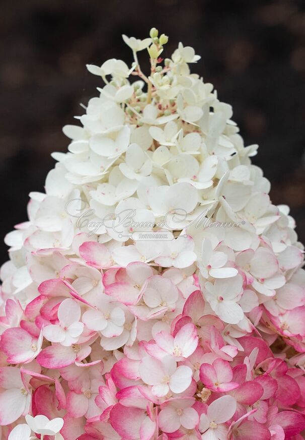 Гортензия метельчатая Стоуберри Блоссом / Hydrangea panniculata Strawberry Blossom — фото 3