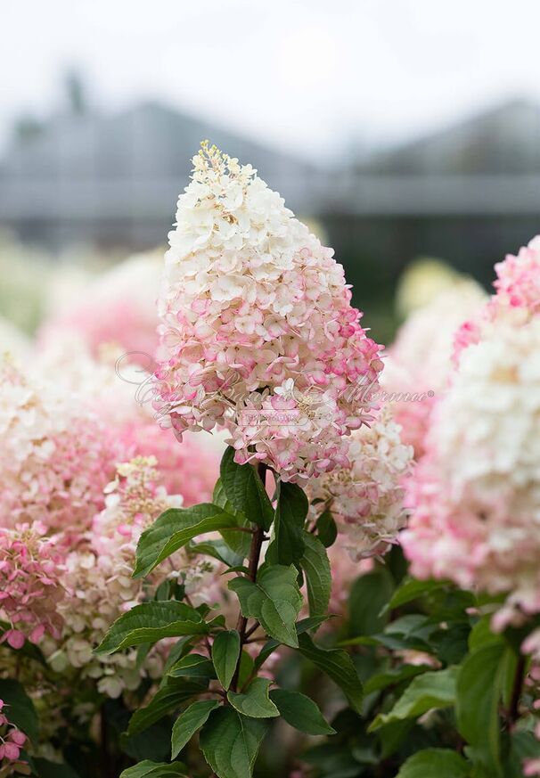 Гортензия метельчатая Стоуберри Блоссом / Hydrangea panniculata Strawberry Blossom — фото 4