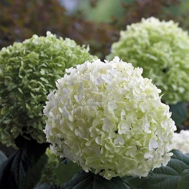 Гортензия древовидная Стронг Аннабель / Hydrangea arborescens Strong Annabelle — фото 2