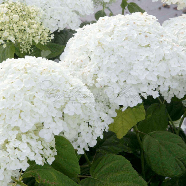 Гортензия древовидная Стронг Аннабель / Hydrangea arborescens Strong Annabelle — фото 3