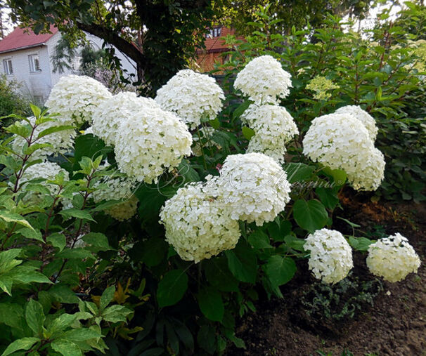 Гортензия древовидная Стронг Аннабель / Hydrangea arborescens Strong Annabelle — фото 4