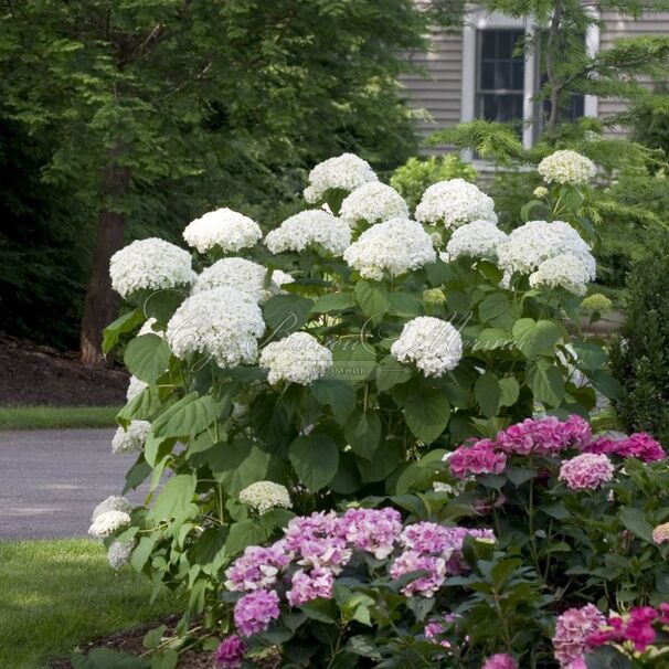 Гортензия древовидная Стронг Аннабель / Hydrangea arborescens Strong Annabelle — фото 5