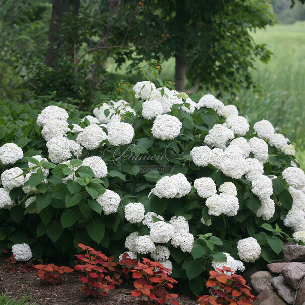 Гортензия древовидная Стронг Аннабель / Hydrangea arborescens Strong Annabelle — фото 6