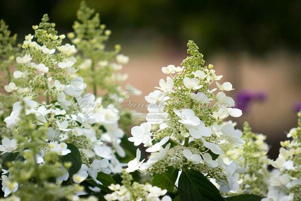 Гортензия метельчатая Тардива / Hydrangea panniculata Tardiva — фото 2