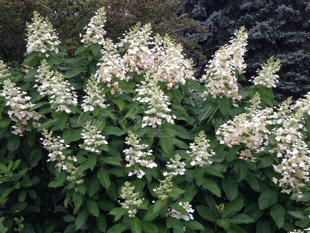 Гортензия метельчатая Тардива / Hydrangea panniculata Tardiva — фото 3