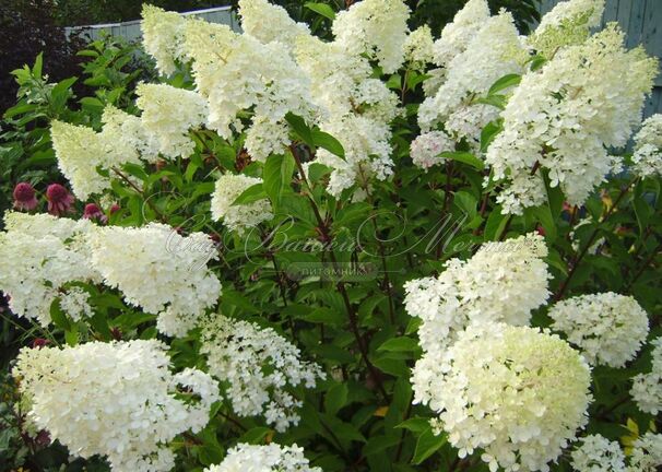 Гортензия метельчатая Тардива / Hydrangea panniculata Tardiva — фото 4