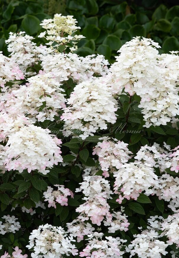 Гортензия метельчатая Тач оф Пинк / Hydrangea panniculata Touch of Pink — фото 2