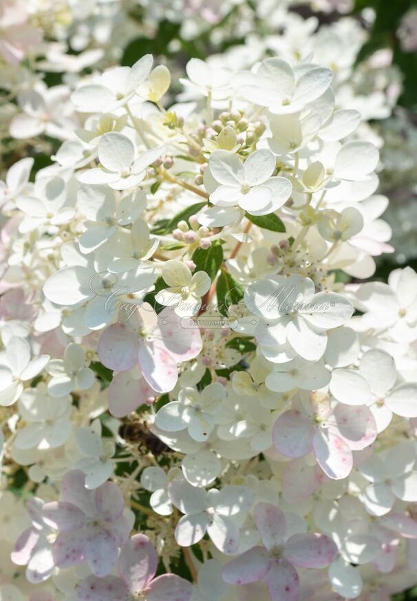 Гортензия метельчатая Тач оф Пинк / Hydrangea panniculata Touch of Pink — фото 3