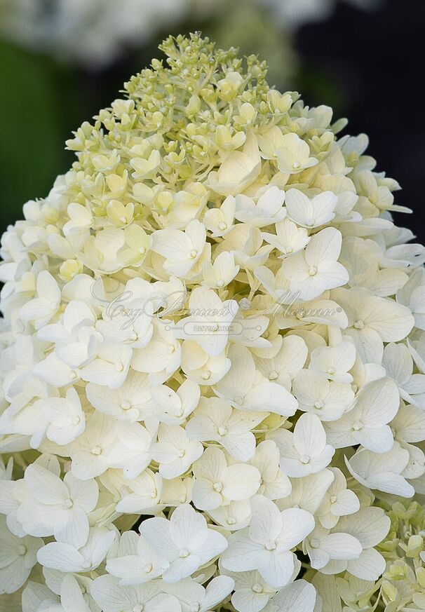 Гортензия метельчатая Шугар раш / Hydrangea panniculata Sugar Rush — фото 2