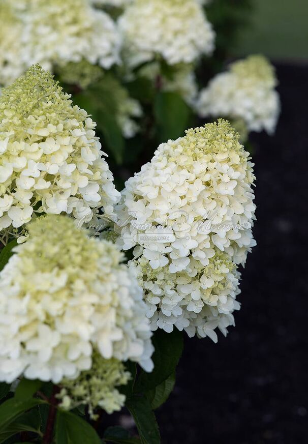 Гортензия метельчатая Шугар раш / Hydrangea panniculata Sugar Rush — фото 3