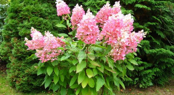 Гортензия метельчатая Энджелс Блаш / Hydrangea panniculata Angels Blush — фото 2