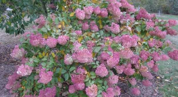 Гортензия метельчатая Энджелс Блаш / Hydrangea panniculata Angels Blush — фото 3