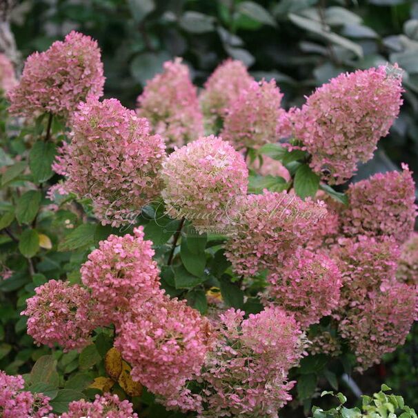 Гортензия метельчатая Энджелс Блаш / Hydrangea panniculata Angels Blush — фото 4