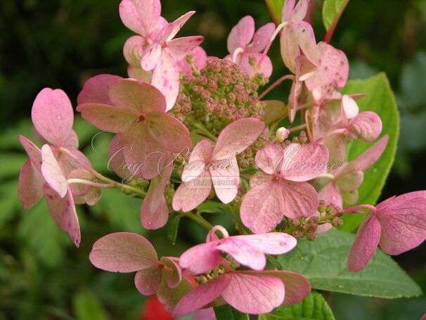 Гортензия метельчатая Эрли Сенсейшн / Hydrangea panniculata Early Sensation — фото 2