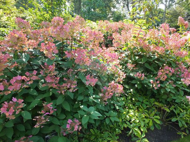 Гортензия метельчатая Эрли Сенсейшн / Hydrangea panniculata Early Sensation — фото 4