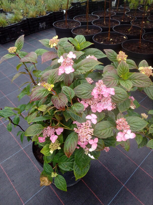 Гортензия пильчатая Авельроуз / Hydrangea serrata Avelroz — фото 2