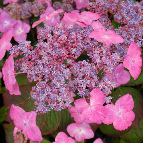 Гортензия пильчатая Авельроуз / Hydrangea serrata Avelroz — фото 3