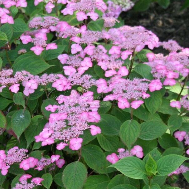 Гортензия пильчатая Авельроуз / Hydrangea serrata Avelroz — фото 4