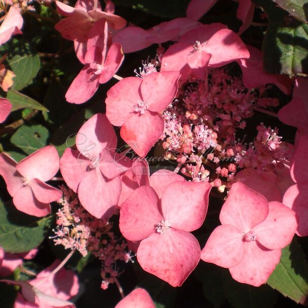 Гортензия пильчатая Авельроуз / Hydrangea serrata Avelroz — фото 5