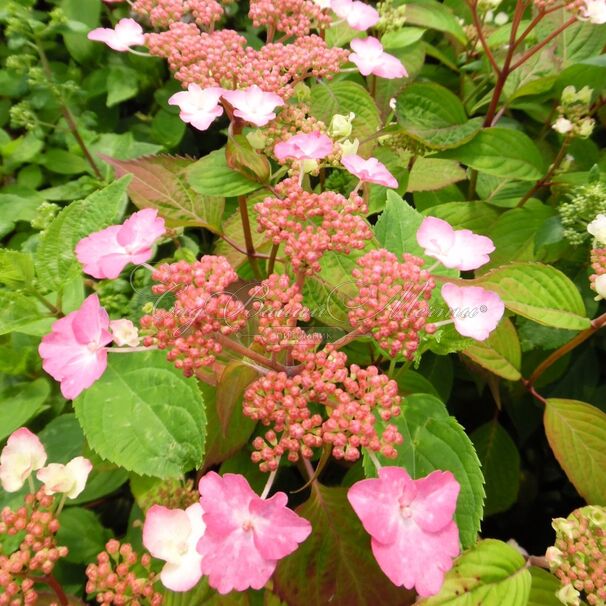 Гортензия пильчатая Авельроуз / Hydrangea serrata Avelroz — фото 6