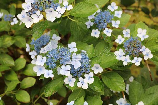 Гортензия пильчатая Блюберд / Hydrangea serrata Bluebird — фото 4