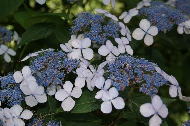 Гортензия пильчатая Блюберд / Hydrangea serrata Bluebird — фото 5