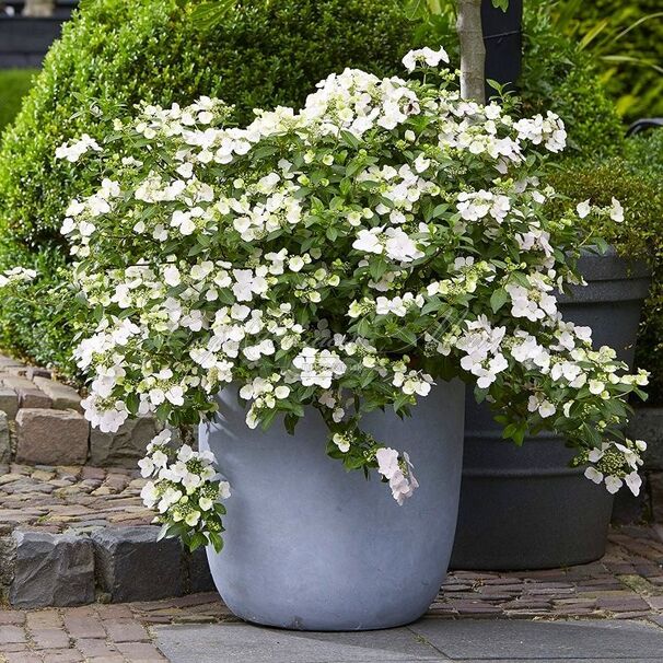 Гортензия гибридная Ранэвей Брайд Сноу Вайт / Hydrangea hybrid Runaway Bride Snow White — фото 2