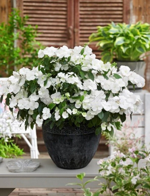 Гортензия гибридная Ранэвей Брайд Сноу Вайт / Hydrangea hybrid Runaway Bride Snow White — фото 4